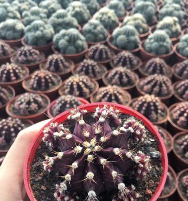 牡丹变色仙人球的开花养护方法是什么？