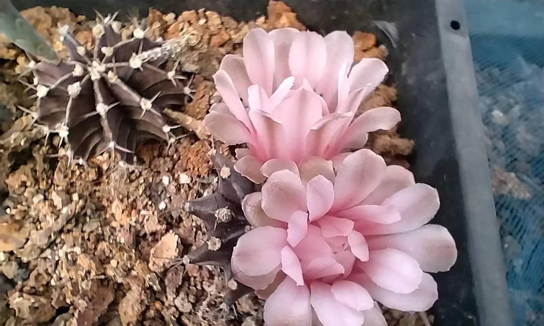 牡丹变色仙人球的开花养护方法是什么？