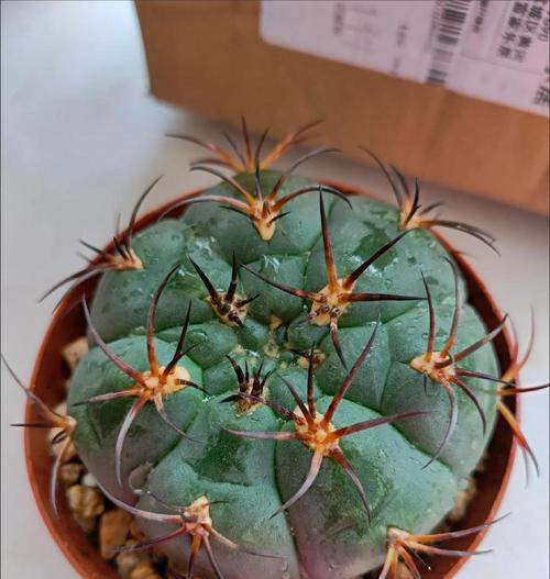 天紫玉仙人球的繁殖方法有哪些？