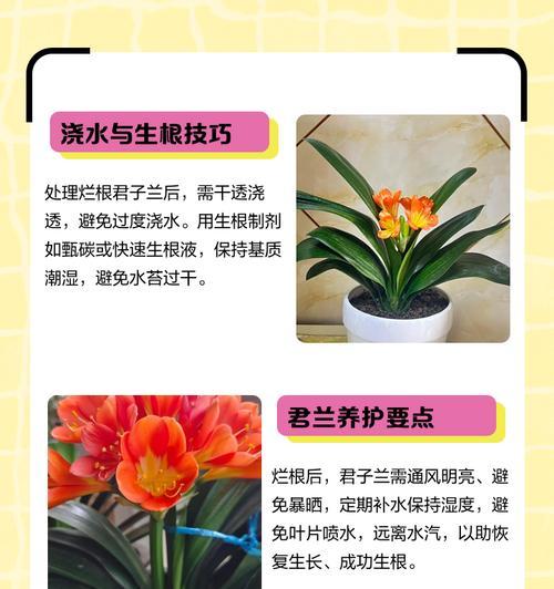 君子兰根部松动发黄的处理方法是什么？