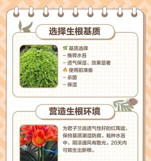 君子兰根部松动发黄的处理方法是什么？