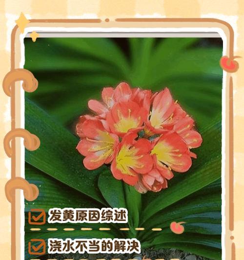 君子兰根部松动发黄的处理方法是什么？