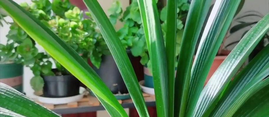 君子兰浇水时应选择哪种植物料？