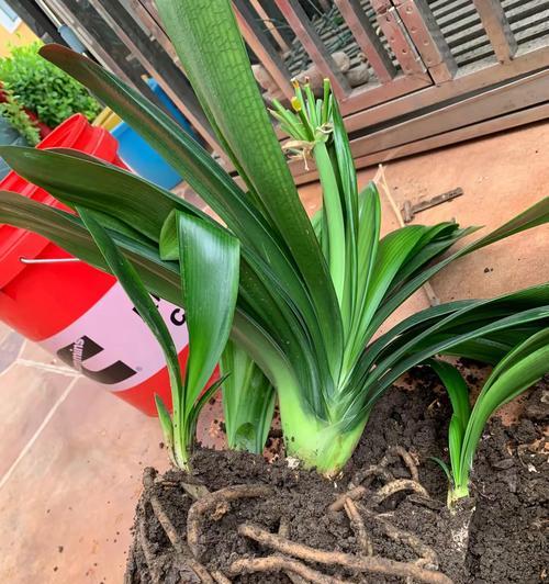 君子兰浇水时应选择哪种植物料？