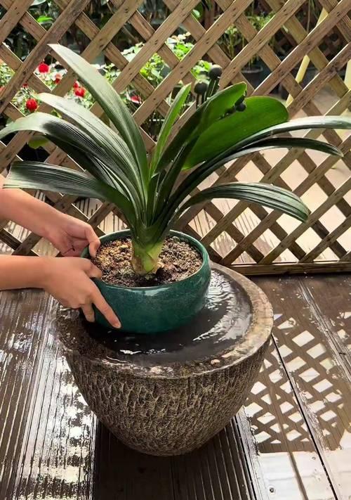 君子兰浇水时应选择哪种植物料？