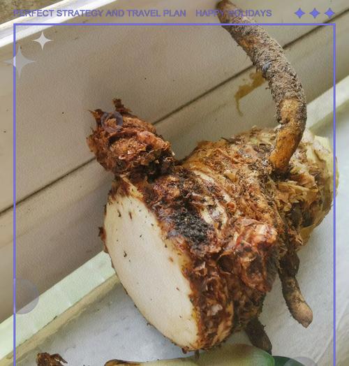 水培君子兰烂根了怎么办？如何有效修复？