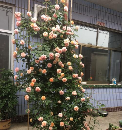 圆盆花玫瑰花藤的养护方法是什么？