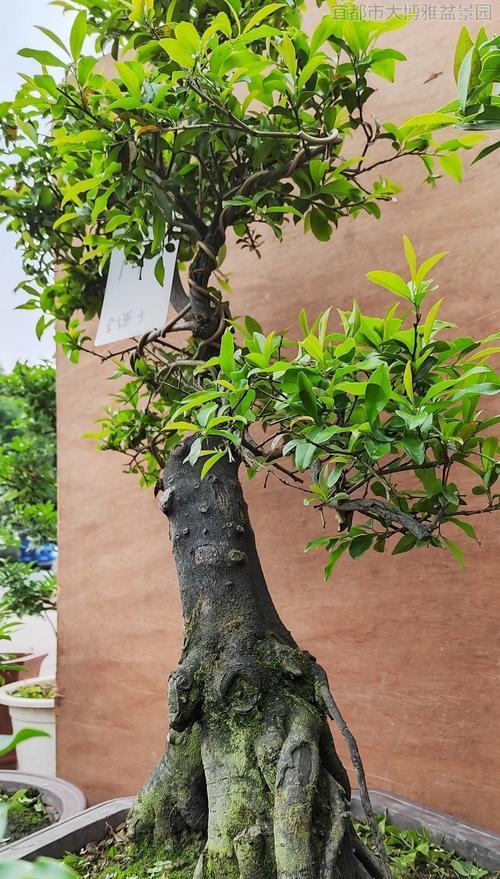 圆盆花玫瑰花藤的养护方法是什么？