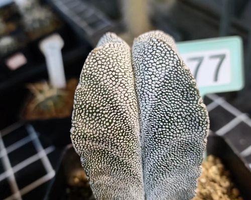 仙人球鸾凤玉的养殖技巧有哪些？
