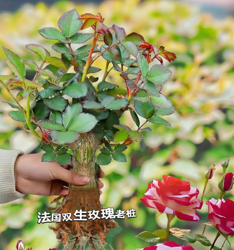 如何养出漂亮新鲜的玫瑰花？