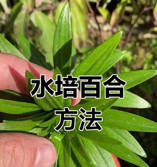 百合花牡丹花怎么浇水好？浇水技巧有哪些？