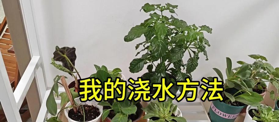 百合花牡丹花怎么浇水好？浇水技巧有哪些？