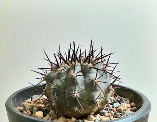 黑喉仙人球如何养护好看？养护技巧有哪些？