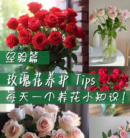 水培玫瑰花的正确养护方式是什么？