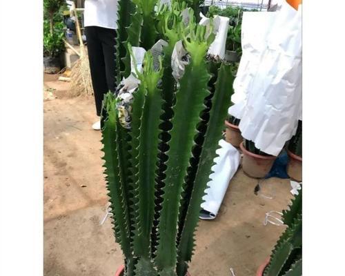 银麒麟仙人掌的养殖方法是什么？