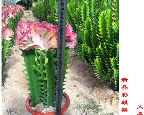 银麒麟仙人掌的养殖方法是什么？