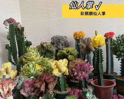 银麒麟仙人掌的养殖方法是什么？