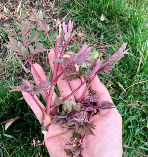牡丹花盆栽带花苞如何养护？