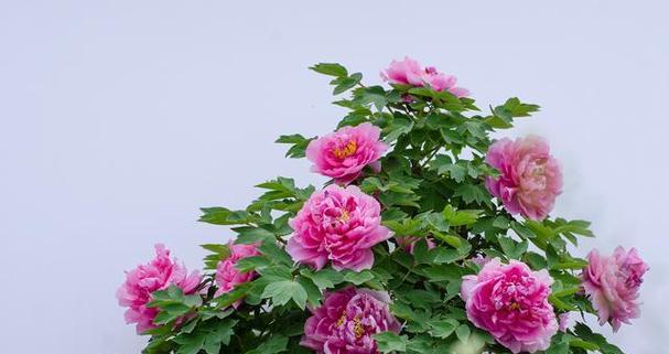 牡丹花盆栽带花苞如何养护？