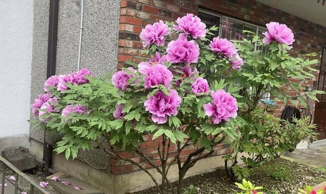 牡丹花盆栽带花苞如何养护？