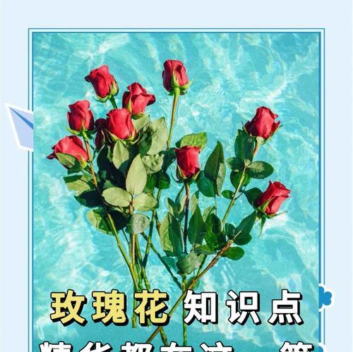购买的玫瑰花如何进行正确养护？