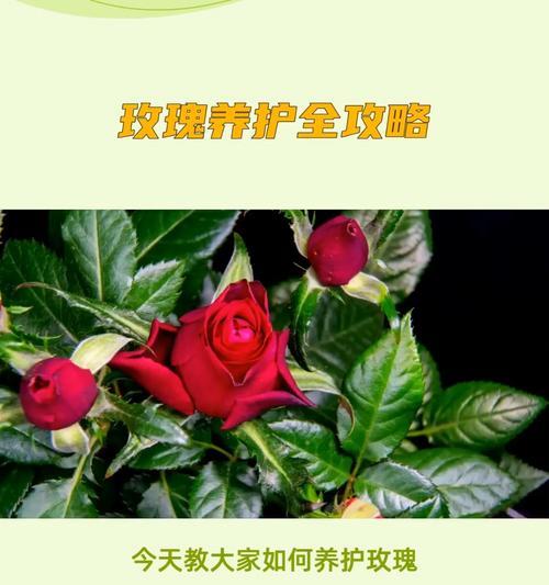 购买的玫瑰花如何进行正确养护？