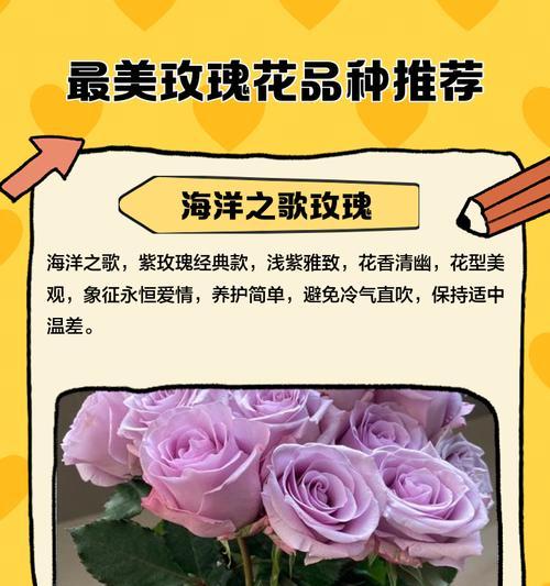 衡水适合种植哪些玫瑰花品种？