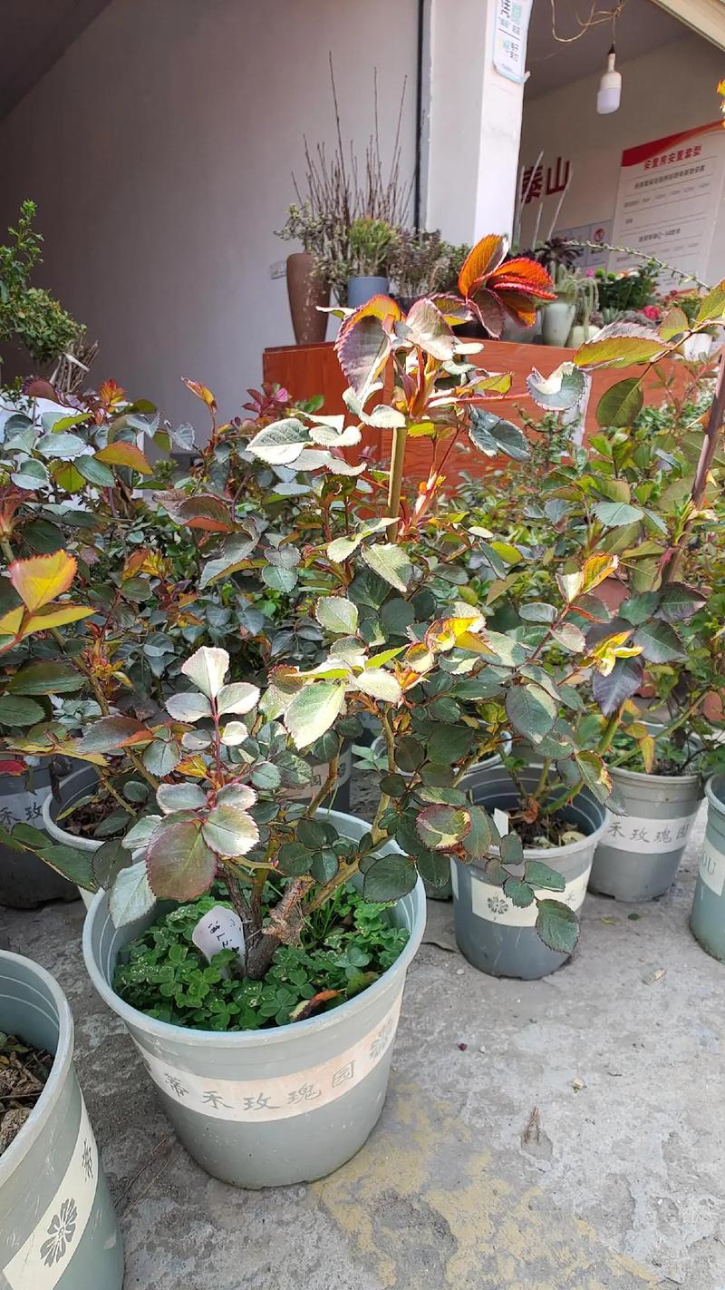 衡水适合种植哪些玫瑰花品种？