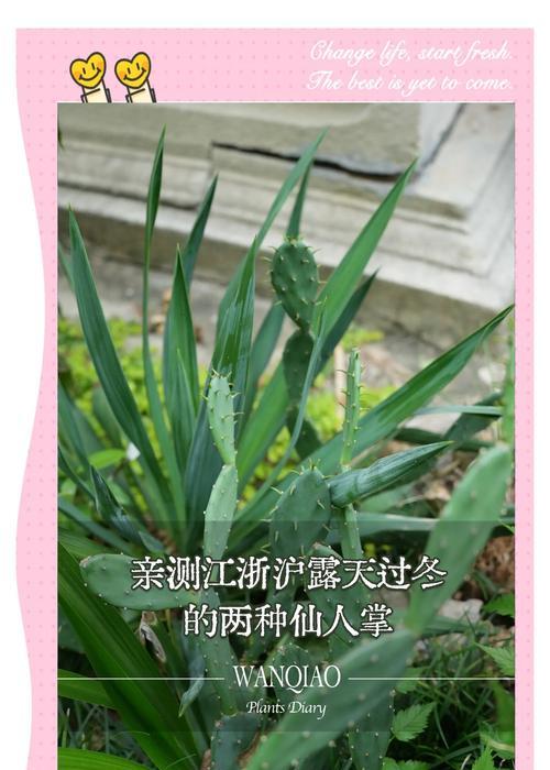 如何进行地栽仙人掌的扦插繁殖？