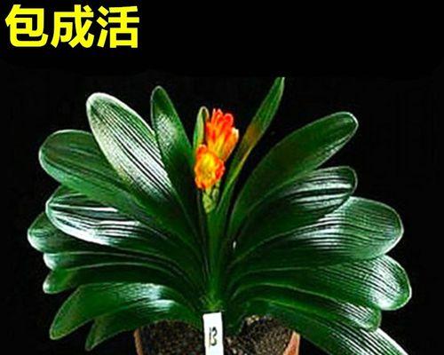 君子兰多棵盆栽带花苞的处理方法？