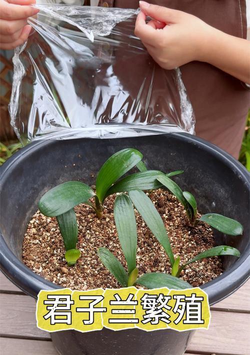 君子兰多棵盆栽带花苞的处理方法？