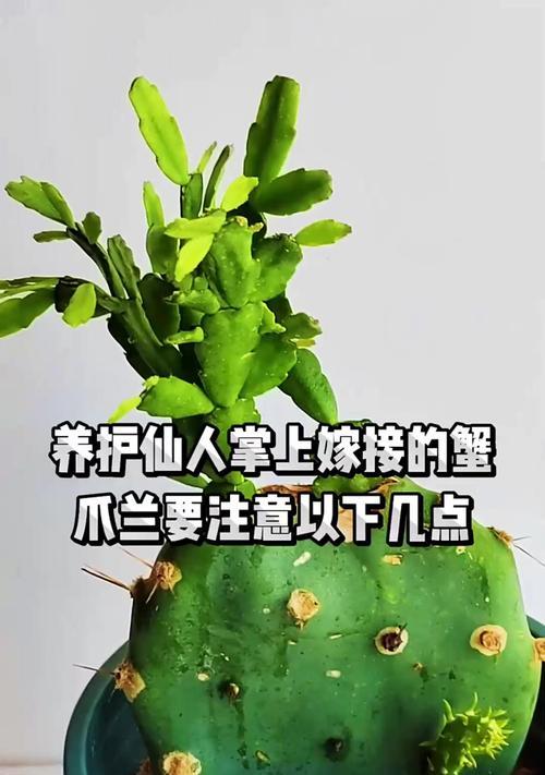 嫁接仙人掌开花后应如何处理？