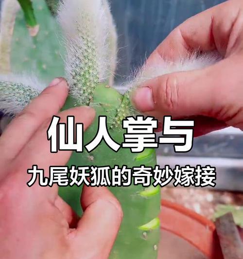 嫁接仙人掌开花后应如何处理？