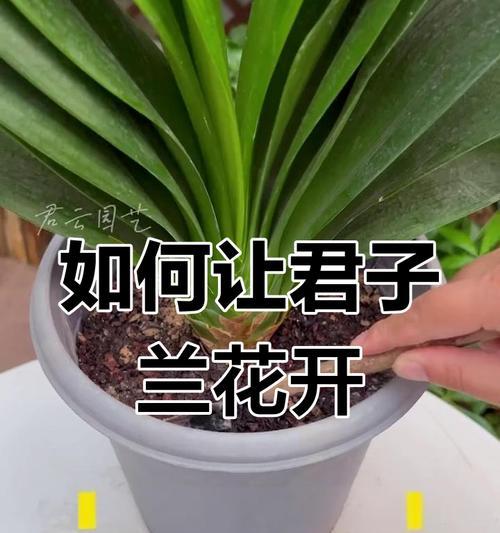 君子兰长叶垂下时应如何处理？