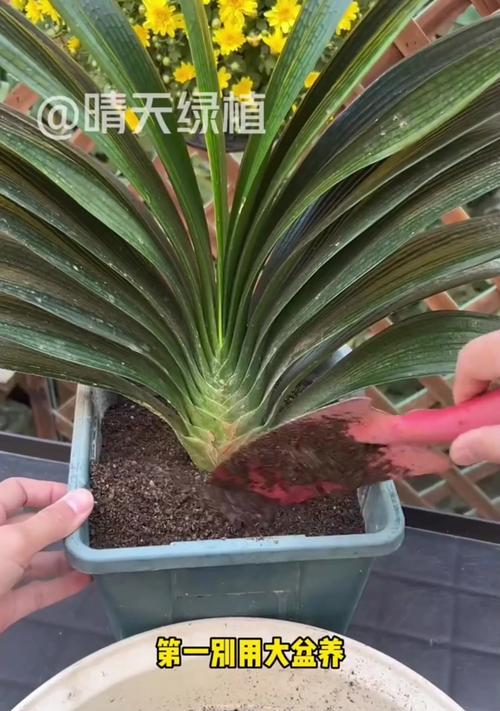 君子兰长叶垂下时应如何处理？