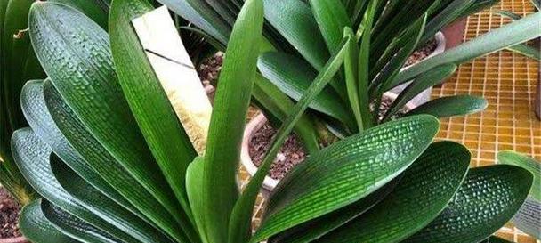 君子兰金菠萝的养护与浇水方法？