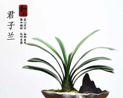 君子兰养殖需要哪些材料？