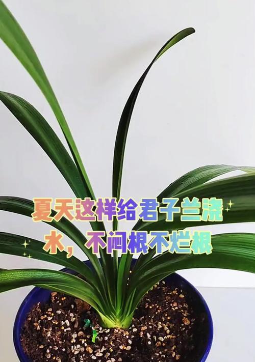 君子兰四叶草的养护与浇水技巧？