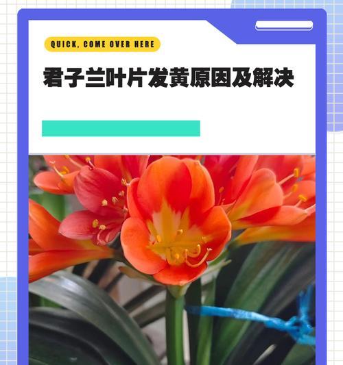 君子兰叶子卷边的解决方法是什么？