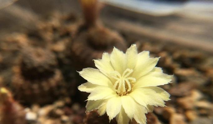 黄鹂鸟仙人球开花秘诀是什么？