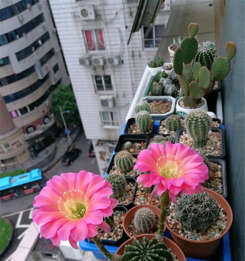 黄鹂鸟仙人球开花秘诀是什么？