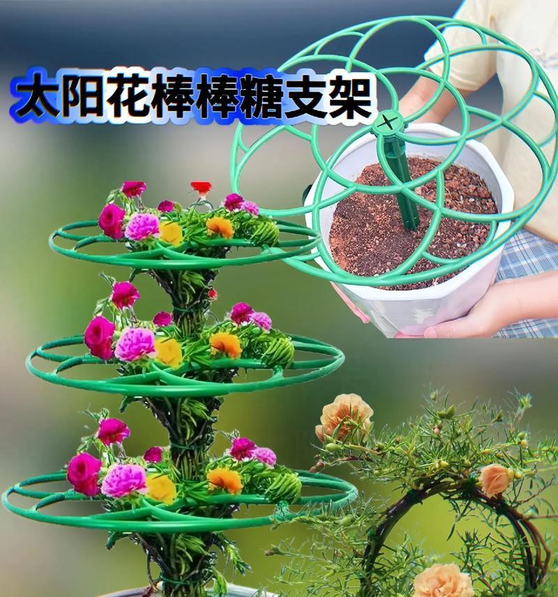 大仙人球盆栽修剪的最佳时机和方法？