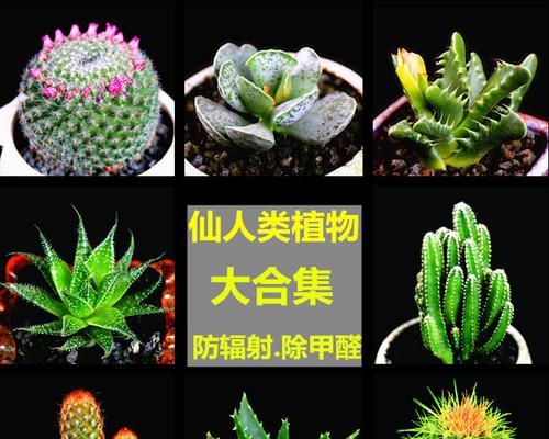 大仙人球盆栽修剪的最佳时机和方法？