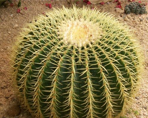 哪种植物最像野生仙人球？