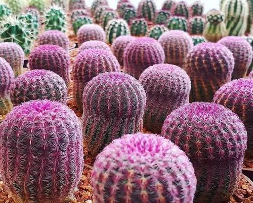 哪种植物最像野生仙人球？