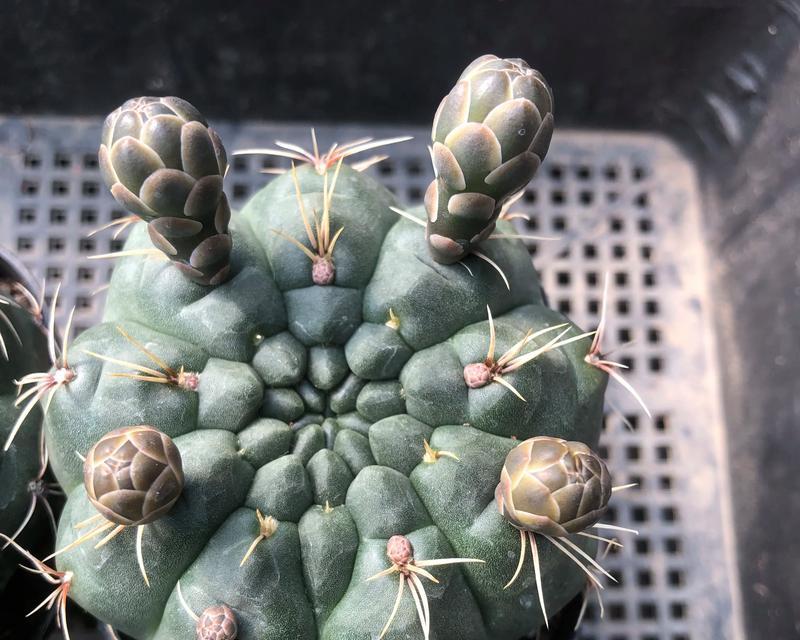 哪种植物最像野生仙人球？