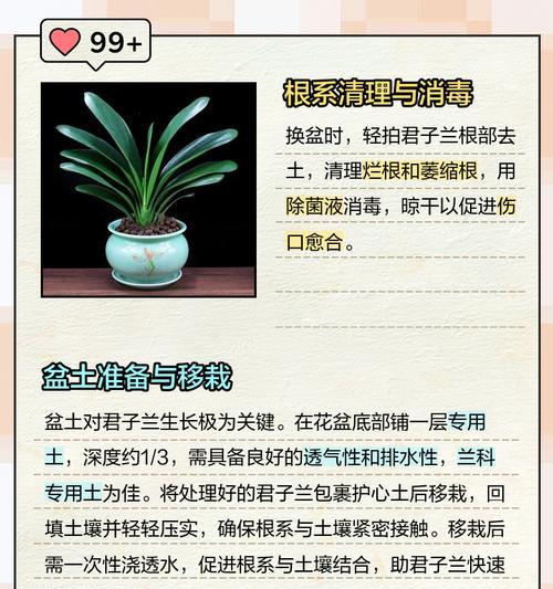 君子兰换盆后何时浇水最合适？