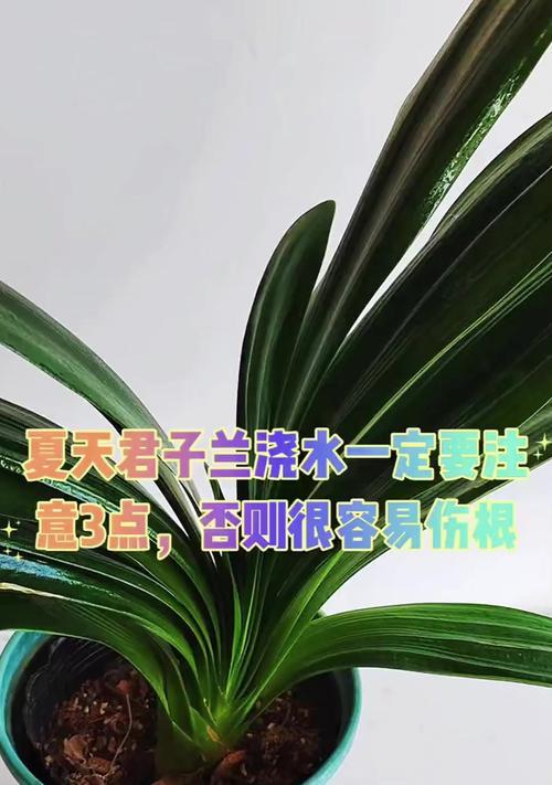 君子兰换盆后何时浇水最合适？