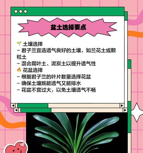 君子兰叶子偏移的矫正方法是什么？