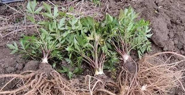 小火龙仙人掌的种植步骤和注意事项？
